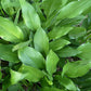 Hosta clausa Plants online shopping