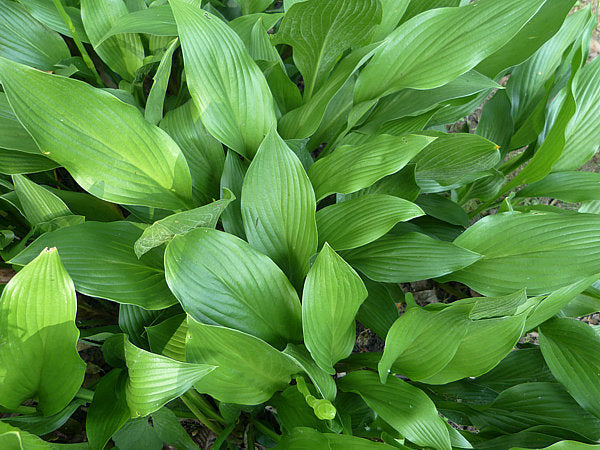 Hosta clausa Plants online shopping