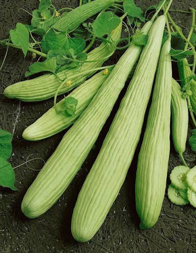 Armenian Cucumber Seeds online shopping