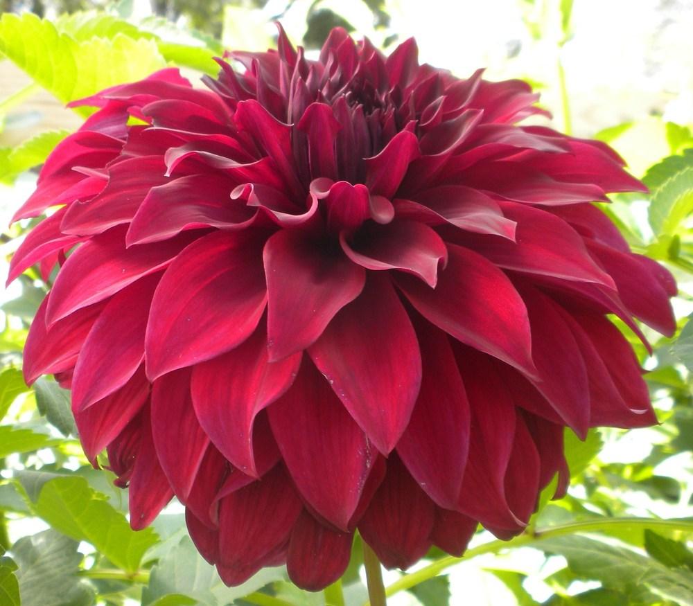 Spartacus Dahlia