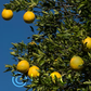 Swingle Citrumelo Seed citrus plant material online shopping