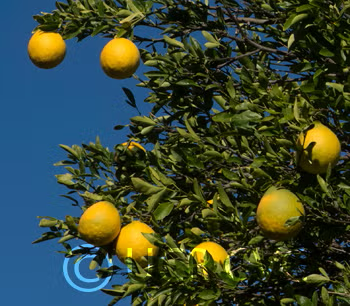 Swingle Citrumelo Seed citrus plant material online shopping