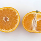 Xie Shan Satsuma Mandarin Budwood citrus plant material online shopping