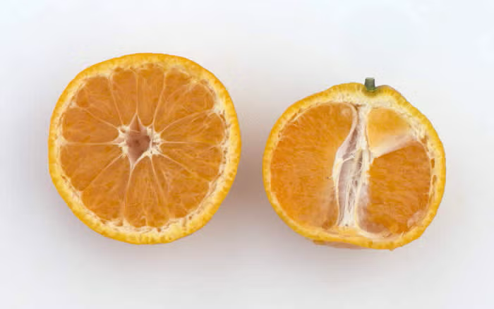 Xie Shan Satsuma Mandarin Budwood citrus plant material online shopping