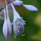 Valley’s Chute The Chute Hosta Plants online shopping