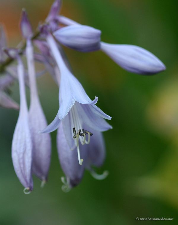 Valley’s Chute The Chute Hosta Plants online shopping