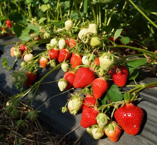 Portola Day Neutral Strawberry