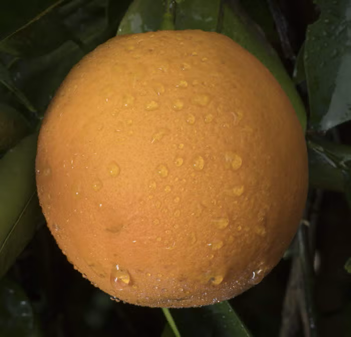 Madam Venus Sweet Orange Seed citrus plant material online shopping