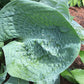 Kim Hosta Plants online shopping