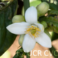 Cuban Shaddock Seed citrus plant material online shopping