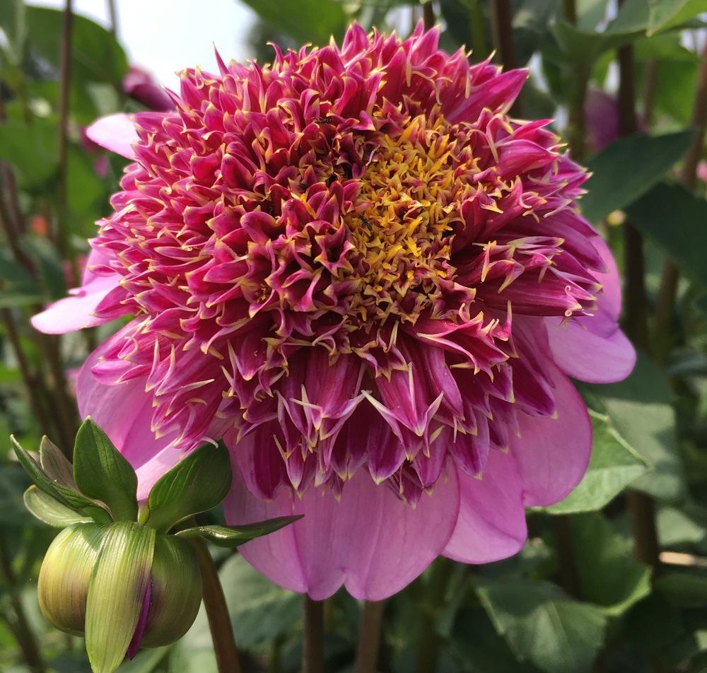Dad’s Favorite Dahlia