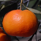 Bower Mandarin Budwood citrus plant material online shopping