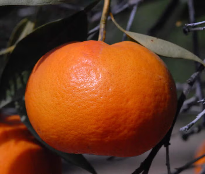 Bower Mandarin Budwood citrus plant material online shopping