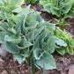 Queen Of The Seas Hosta Plants online shopping