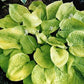 Zounds Hosta Plants online shopping