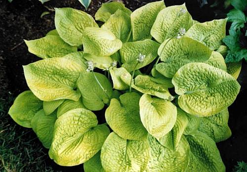Zounds Hosta Plants online shopping