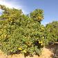 Daidai Double Calyx Sour Orange Budwood citrus plant material online shopping
