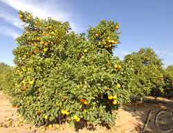 Daidai Double Calyx Sour Orange Budwood citrus plant material online shopping