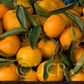 Frost Owari Satsuma Mandarin Budwood citrus plant material online shopping