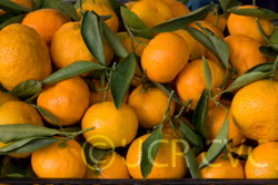 Frost Owari Satsuma Mandarin Budwood citrus plant material online shopping