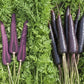 Deep Purple F1 Carrot