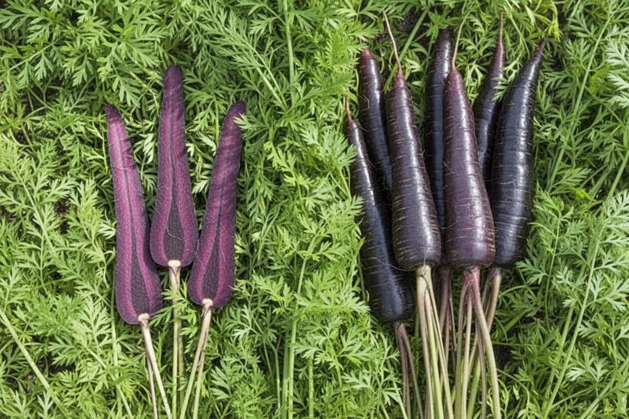 Deep Purple F1 Carrot