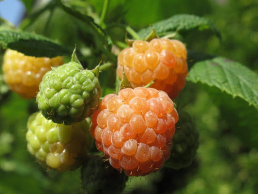 Cascade Gold Raspberry Plant Plants online shopping