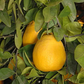 Kinkoji Unshiu Mandarin Hybrid Budwood citrus plant material online shopping