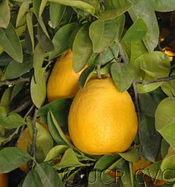 Kinkoji Unshiu Mandarin Hybrid Budwood citrus plant material online shopping
