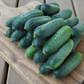 Anya F1 Cucumber