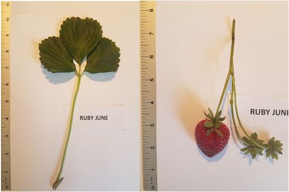 Ruby June Short Day Strawberry