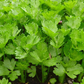 Amsterdam Cutting Leaf Celery