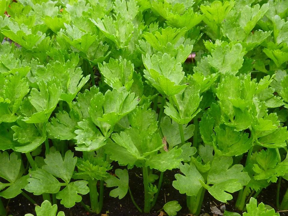 Amsterdam Cutting Leaf Celery