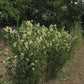 Primrose Sweet Pea seeds online shopping