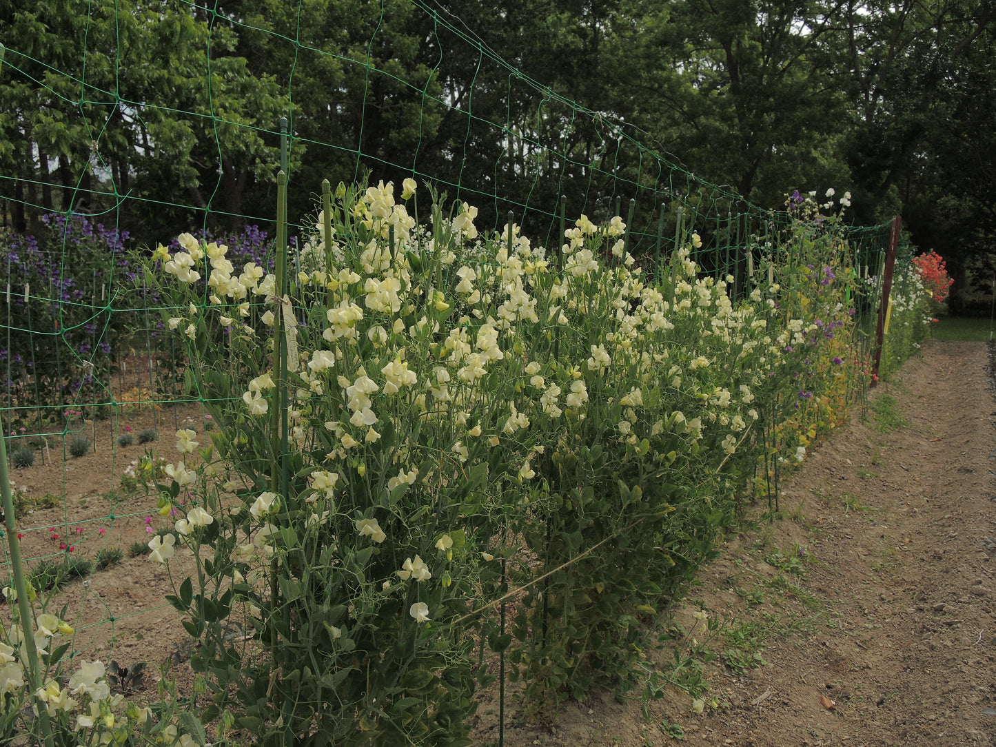 Primrose Sweet Pea seeds online shopping