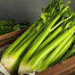 Victoria F1 Celery