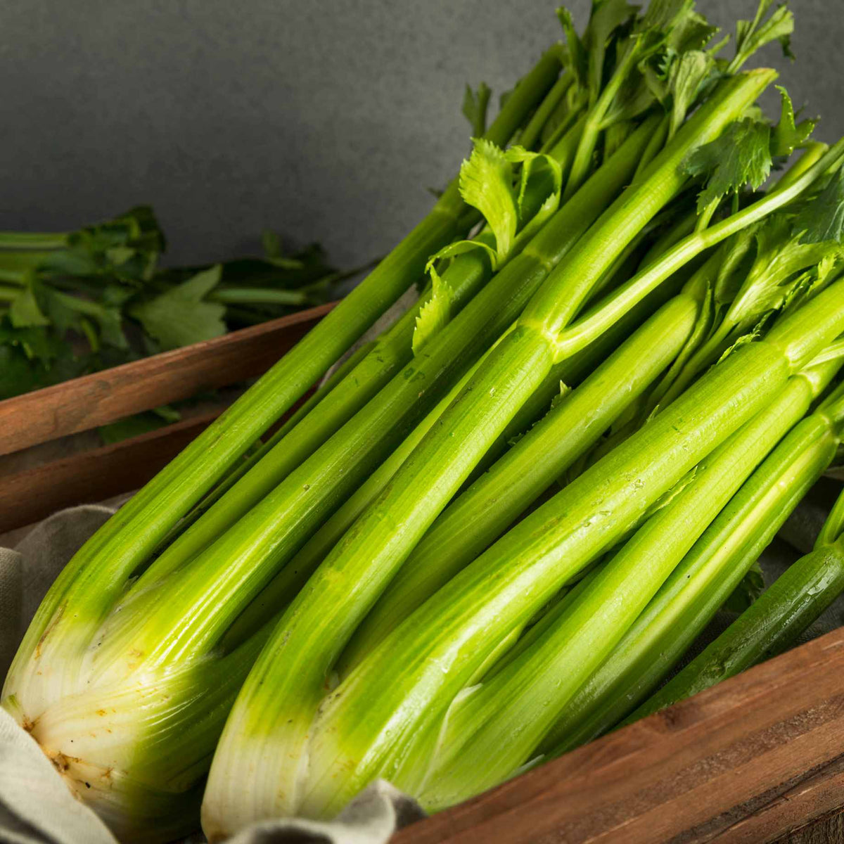 Victoria F1 Celery