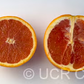 California Rojo Pigmented Navel Orange Budwood citrus plant material online shopping