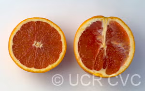 California Rojo Pigmented Navel Orange Budwood citrus plant material online shopping