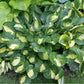 Warwick Comet Hosta Plants online shopping