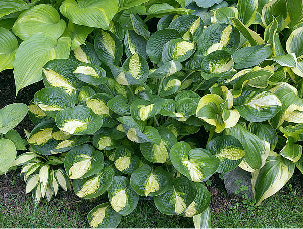 Warwick Comet Hosta Plants online shopping