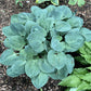 Waukon Water Hosta Plants online shopping