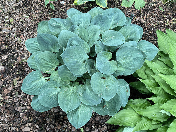 Waukon Water Hosta Plants online shopping