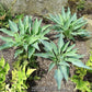 Blue Arrow Hosta Plants online shopping