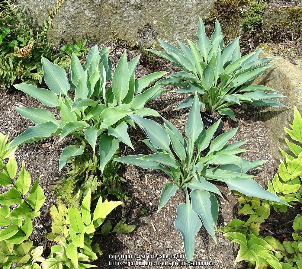 Blue Arrow Hosta Plants online shopping