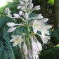 Millennium Hosta Plants online shopping