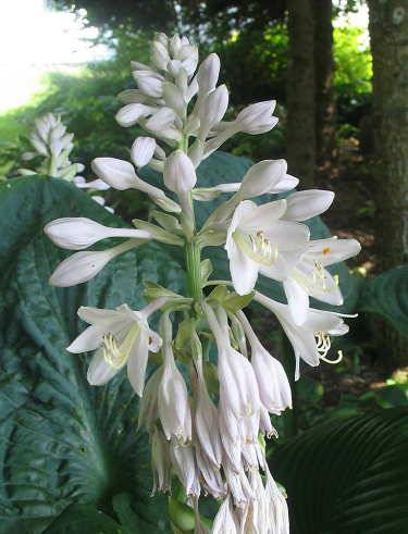 Millennium Hosta Plants online shopping