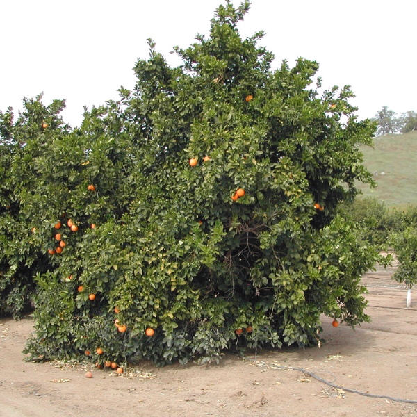 Delta Valencia Orange Budwood citrus plant material online shopping