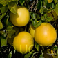 Rubidoux Pummelo Hybrid Budwood citrus plant material online shopping