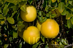 Rubidoux Pummelo Hybrid Budwood citrus plant material online shopping